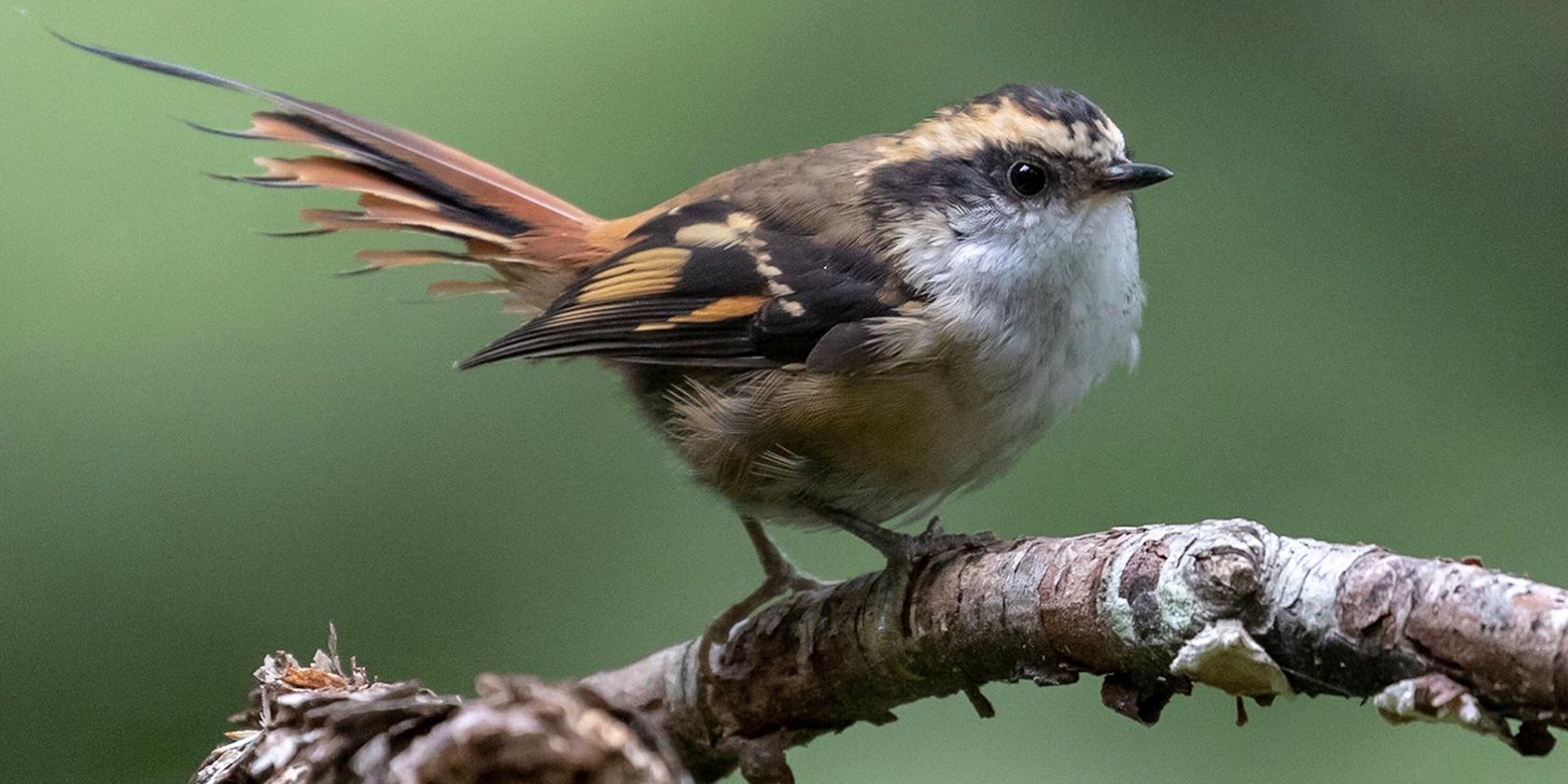 La sorprendente vida amorosa del rayadito: investigación Uchile revela los hábitos monógamos de esta pequeña ave chilena